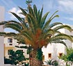 Indigo Mare Apartments - Platanias - Chania