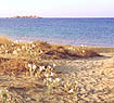 Plaka Beach