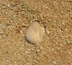 Thin sand and tiny pebbles in Kastraki beach