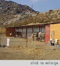 Naxos Horseback Riding, Kastraki beach area