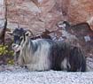 Goats restin by the road