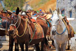 Santorini small tour on a mule or donkey