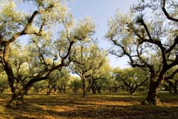 Zakynthos landscape