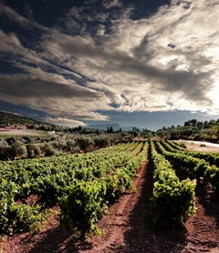 Corinthia vineyards