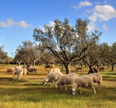 Messinia 