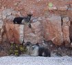 AMORGOS ISLAND